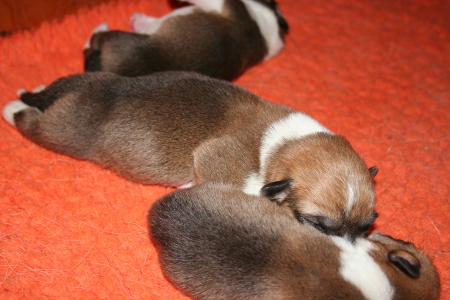 Puppies
